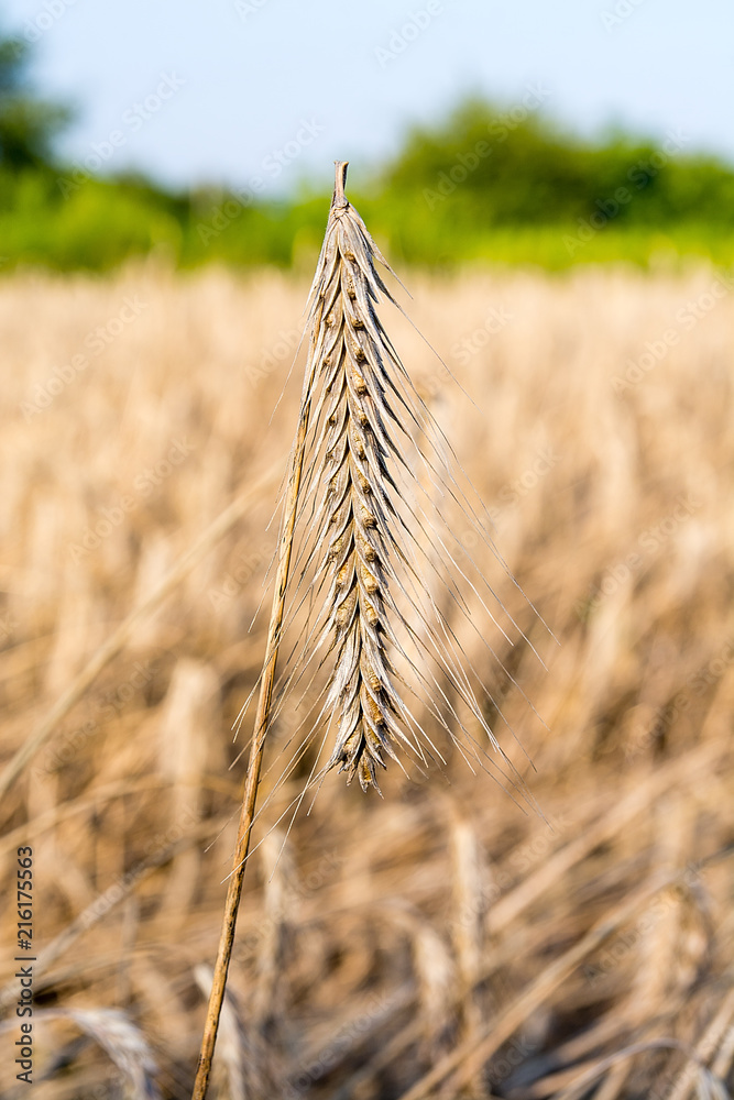 Rye on the field in summer