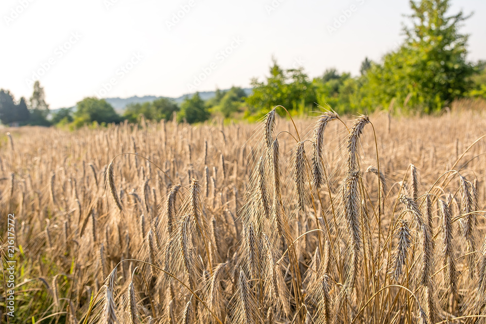 Rye on the field in summer