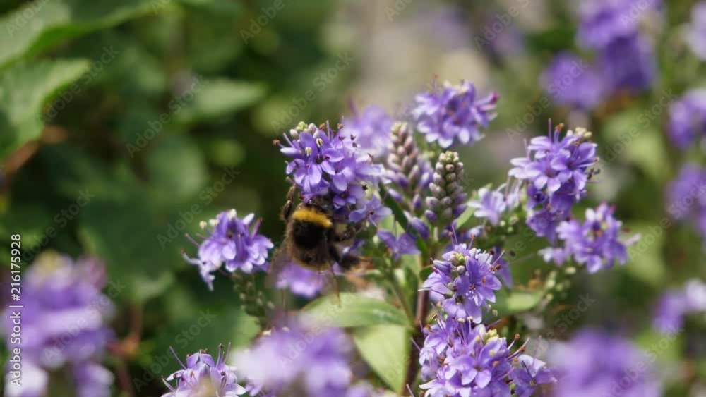 A slowmotion wide shot of a Bee moving from flower to flower pollinating on a purple Hebe in the summer. A slowmotion wide shot of a Bee moving from flower to flower pollinating on a purple Hebe in the summer.