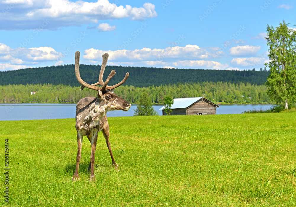 Obraz premium Young deer (male) in green glade. Summer landscape. Finnish Lapland