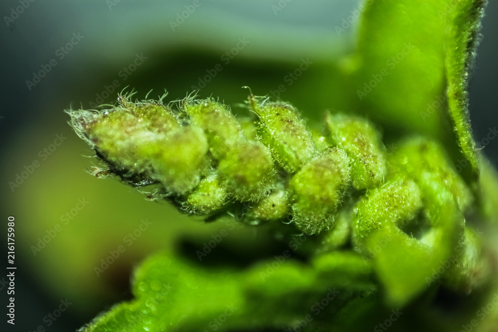 Baby basil flower