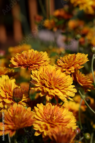 Fototapeta Naklejka Na Ścianę i Meble -  Group of orange chrysanthemums illuminated by the sun in the garden
