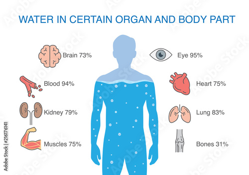 Water in certain organ and body part of human. Illustration about medical.
