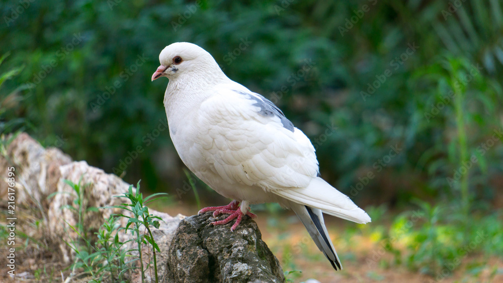 Obraz premium Pigeon Close up
