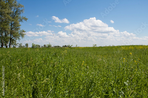  Grass Field