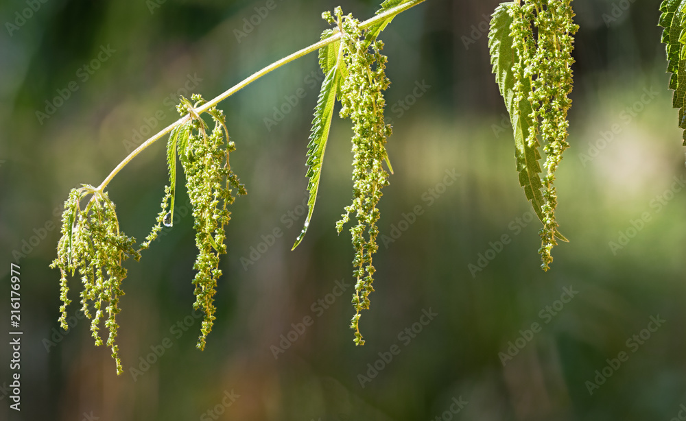 Close-up of flowering stinging nettle. Urtica dioica. Detail a stem of the medicinal herb with dewy green leaves and blooms on a natural blurry background. Great depth of field. Selective focus. Close-up of flowering stinging nettle. Urtica dioica. Detail a stem of the medicinal herb with dewy green leaves and blooms on a natural blurry background. Great depth of field. Selective focus.