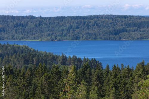 The green forest of fir, spruce an pine trees near the shore of the Ladoga in Russia lake in the sunny summer day © Майджи Владимир