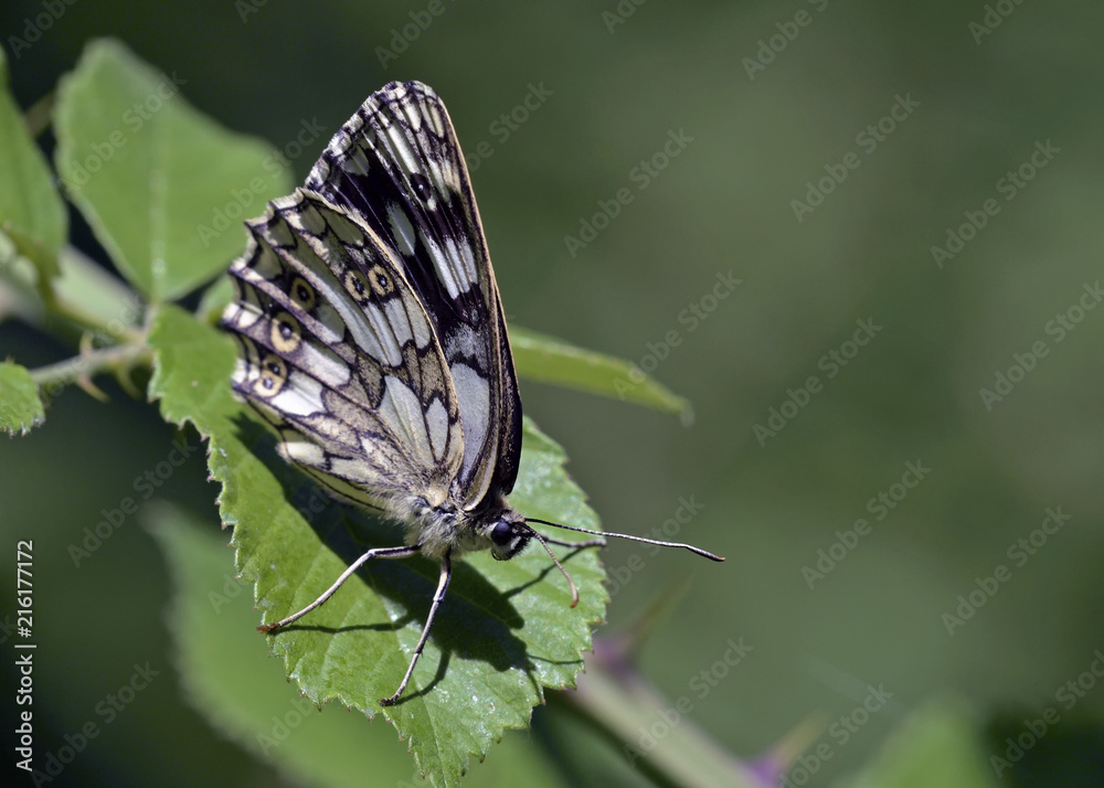 Marbled White - Melanargia galathea, Greece Marbled White - Melanargia galathea, Greece