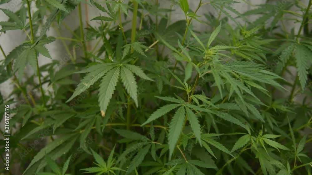 wild bushes of young hemp waving by the wind wild bushes of young hemp waving by the wind