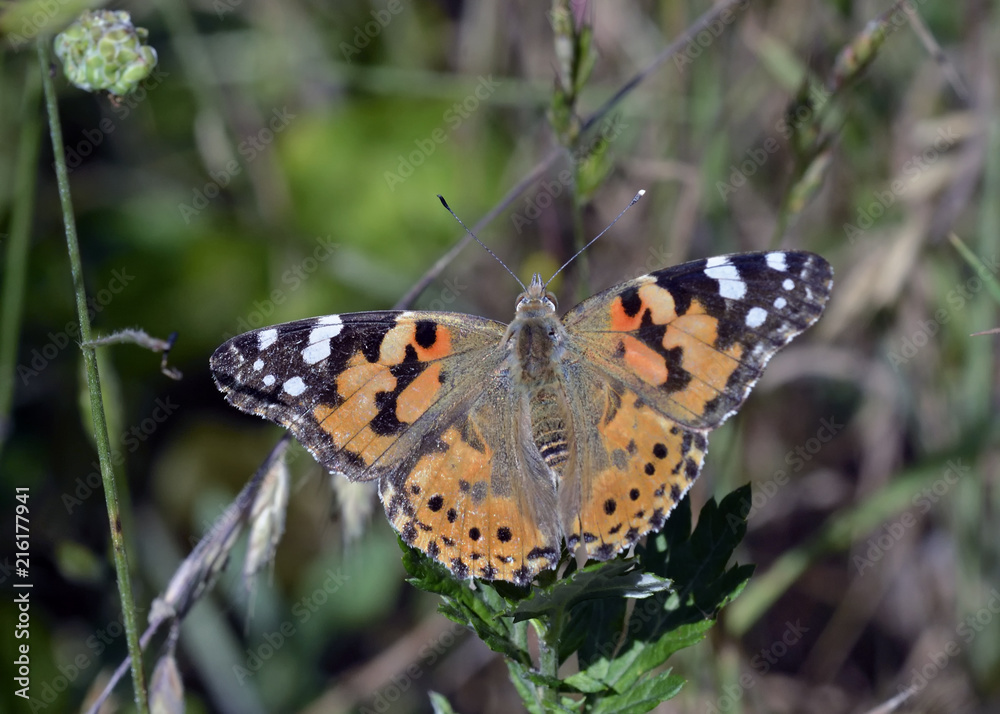 Obraz premium Painted Lady (Vanessa cardui), Greece