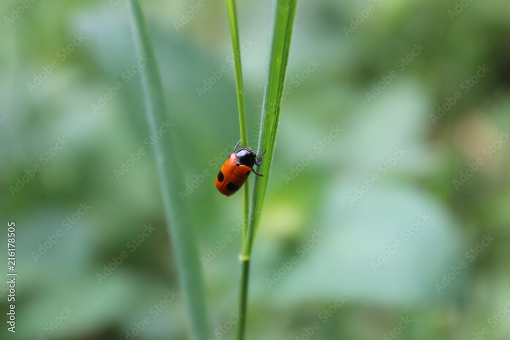 Ladybug Ladybug