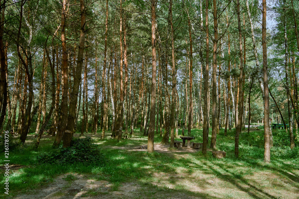 Obraz premium table in the woods