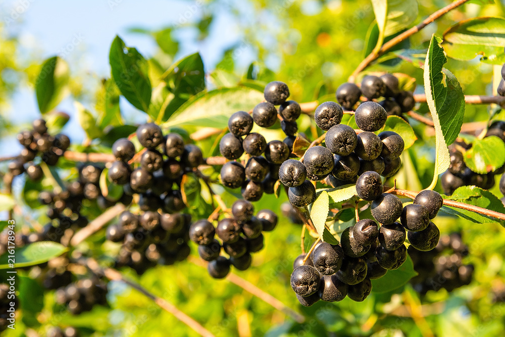Chokeberry (Aronia melanocarpa) on tree in the orchard