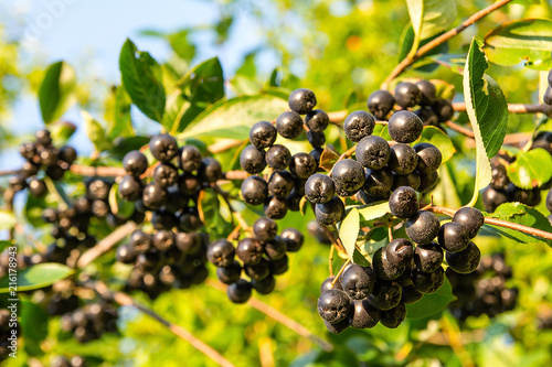 Obraz na płótnie Chokeberry (Aronia melanocarpa) on tree in the orchard w salonie