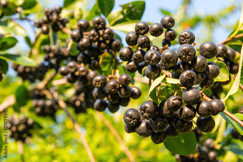 Obraz na płótnie Chokeberry (Aronia melanocarpa) on tree in the orchard w salonie