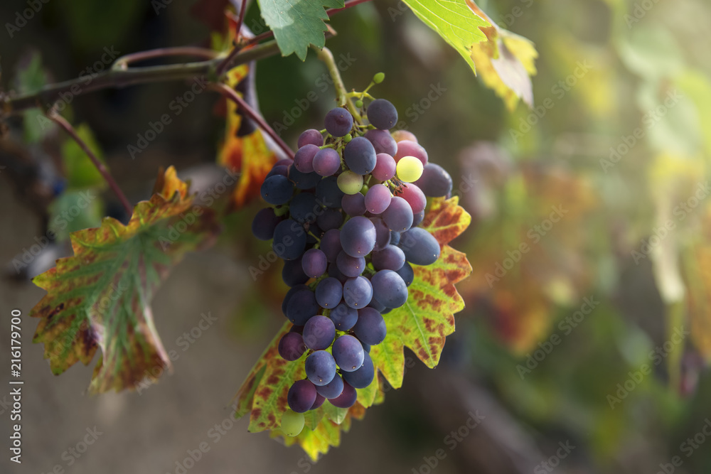 ripe juicy bunch of grapes with green yellow leaves hanging on a vine lit by a beautiful morning light.