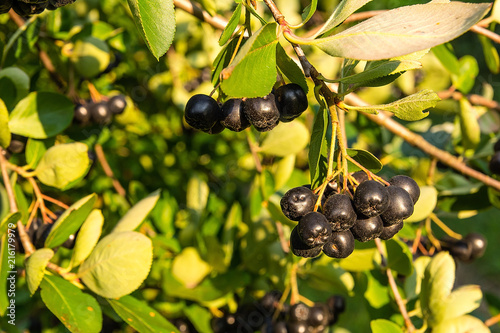 Chokeberry (Aronia melanocarpa) on tree in the orchard
