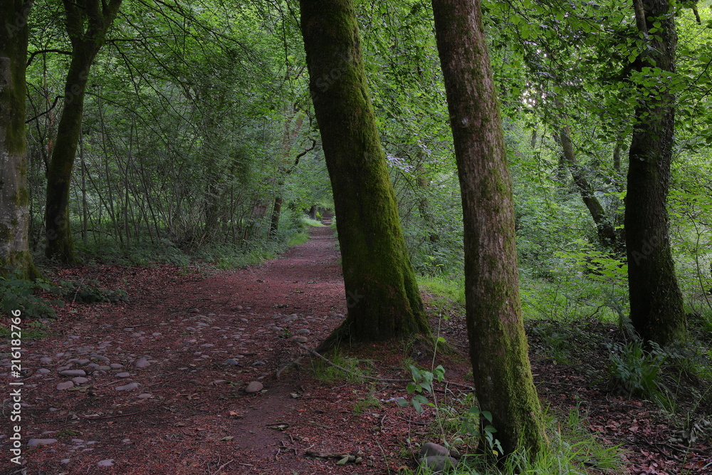 Naklejka premium Path in the forest