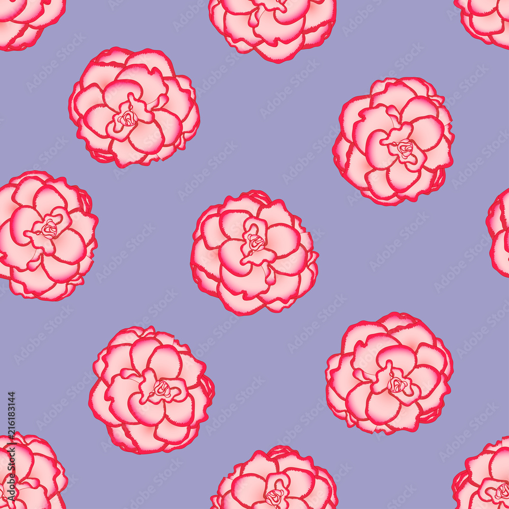 Pink Begonia Flower, Picotee First Love on Light Purple Background. Pink Begonia Flower, Picotee First Love on Light Purple Background.