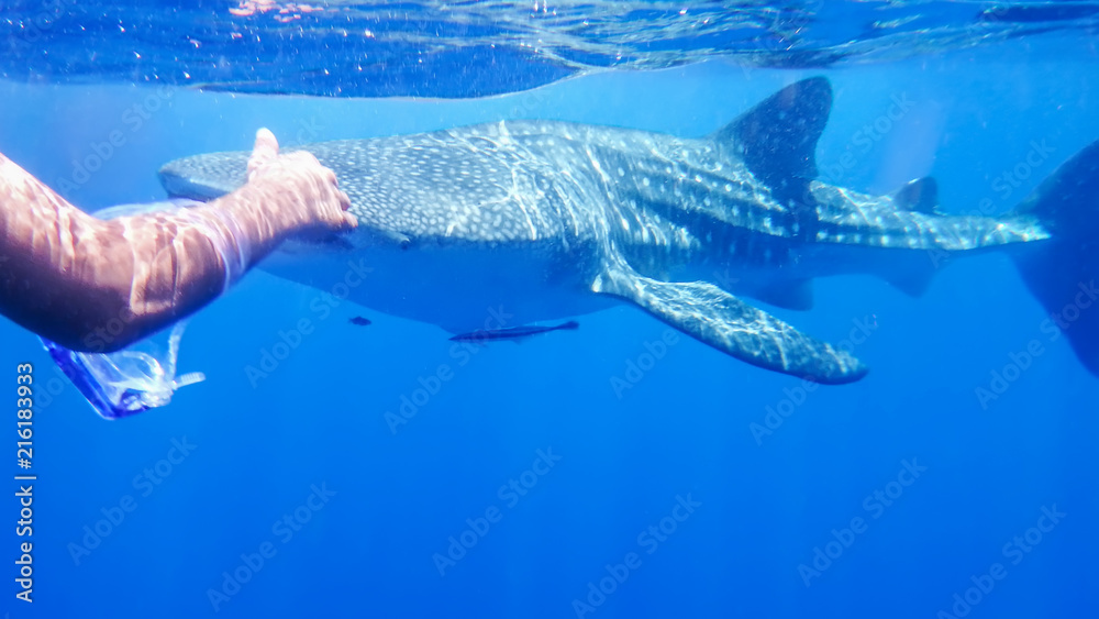 he swimmer's hand stretched out to meet a swimming whale shark at the surface in the open sea, against the background of seawater, the Red Sea, Ras Mohamed, Egypt