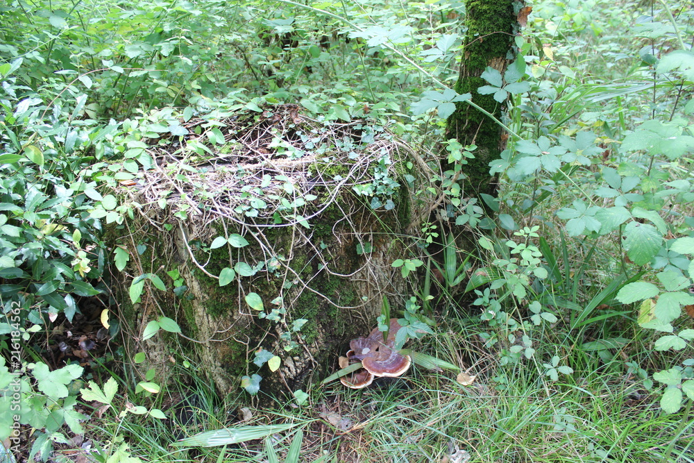 Obraz premium Environment