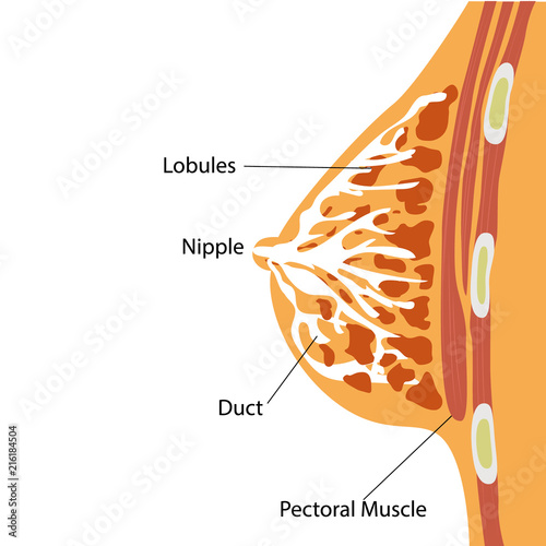 Breast Gland Anatomical Structure