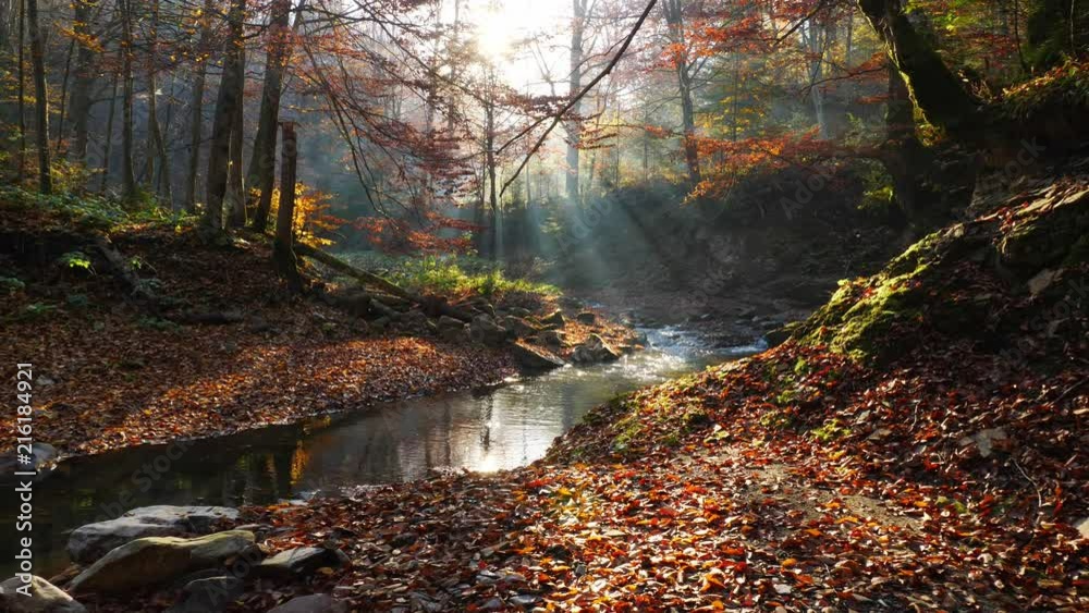 The river in autumn forest and the sun shining through the foliage.