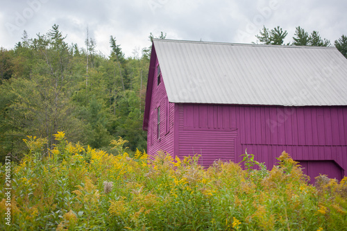 Magenta clapboard barn in a field of wild flowers on an overcast day in New England © Deborah