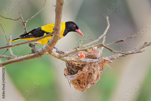Indian Golden Oriole - Oriolus oriolus kundoo, beautiful yellow and black bird from Asian forests and woodlands, Sri Lanka. photo