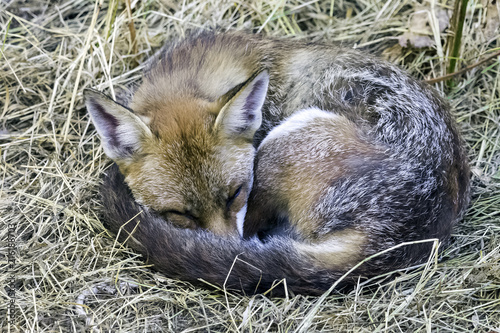 Sleeping European red fox (Vulpes vulpes crucigera) spotted in my garden - London, United Kingdom