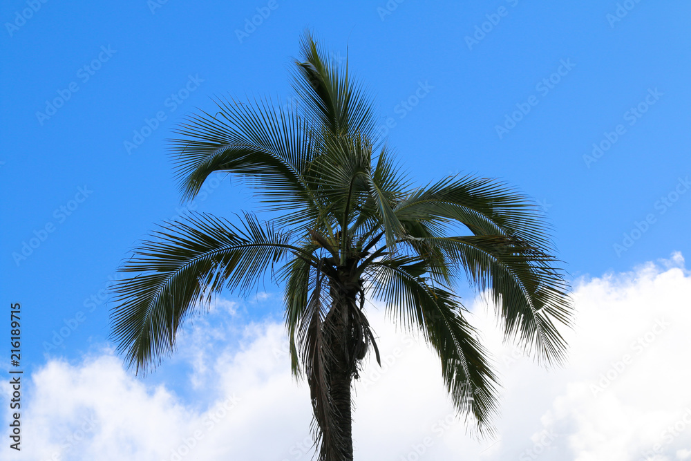 Fototapeta premium Tropical palm tree with blue sky in background
