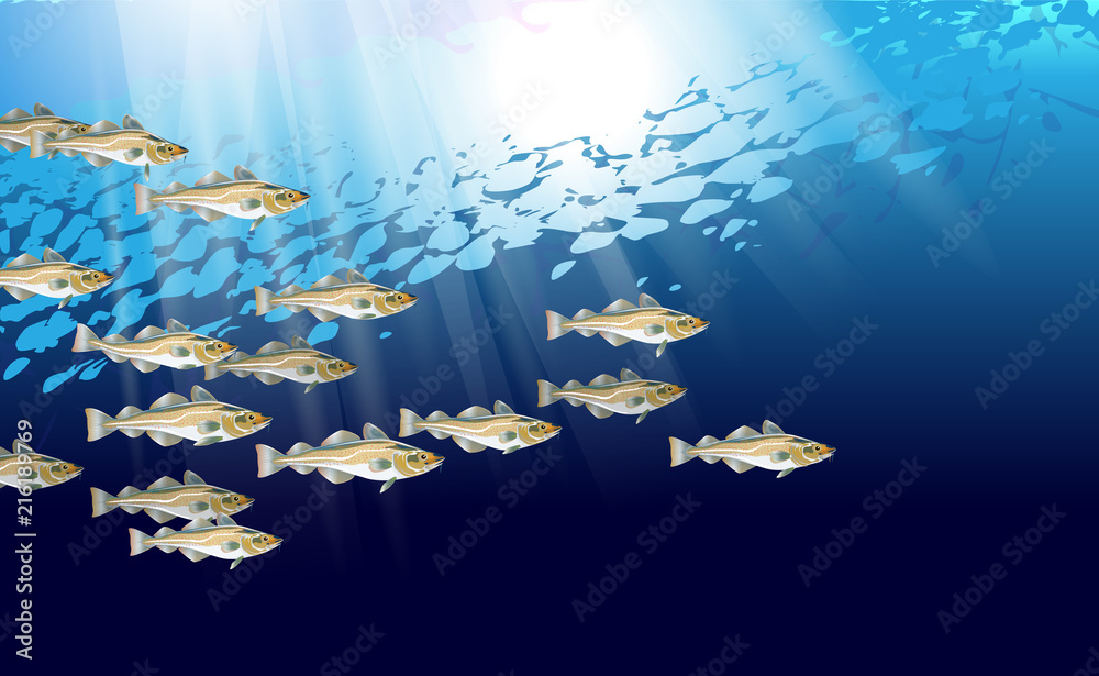 Codfish background. Cod atlantic, vector illustration with details and