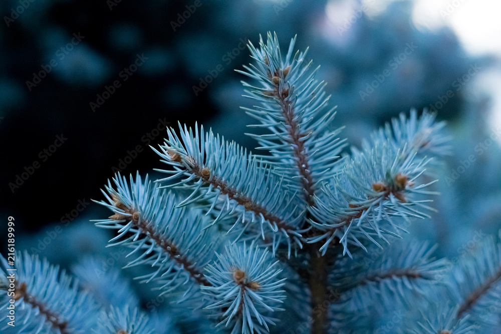 blue spruce needles