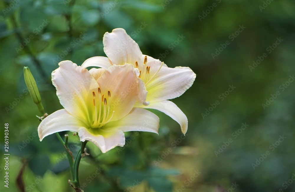 A pair of pretty pale pink daylily on the soft focus garden background, Summer in GA USA. A pair of pretty pale pink daylily on the soft focus garden background, Summer in GA USA.