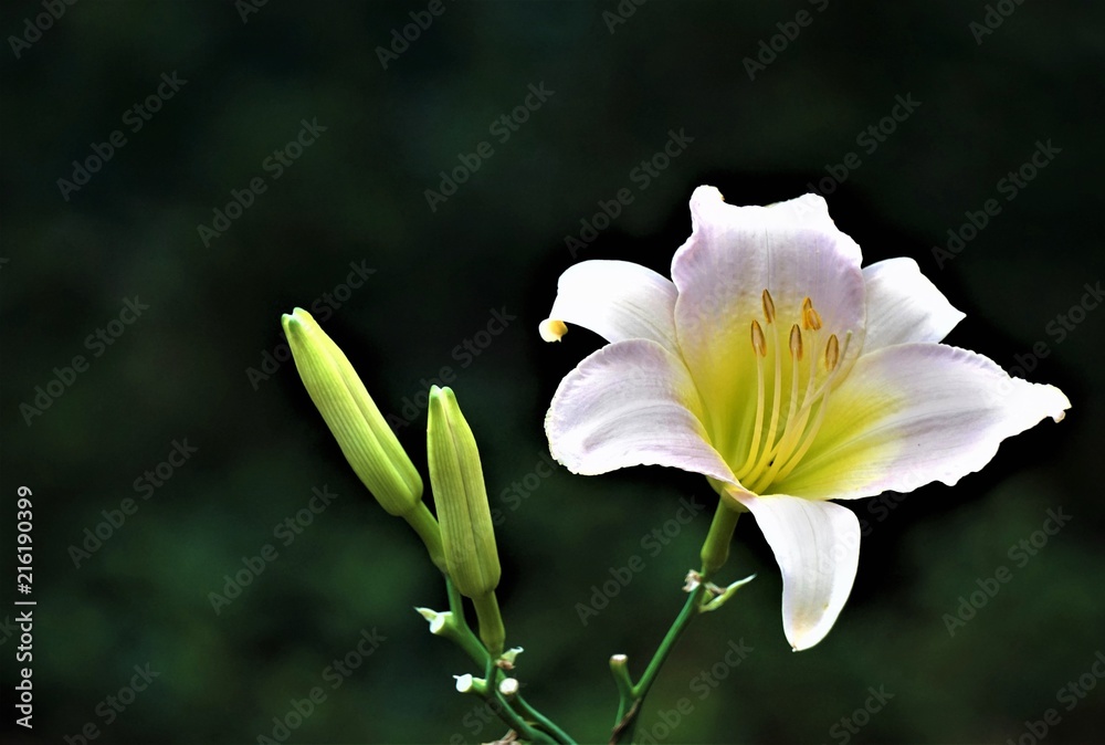 Pale pink daylily blooming and buds on the soft focus garden background with bokeh, Summer in GA USA. Pale pink daylily blooming and buds on the soft focus garden background with bokeh, Summer in GA USA.