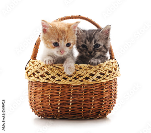 Two small kittens in the basket.
