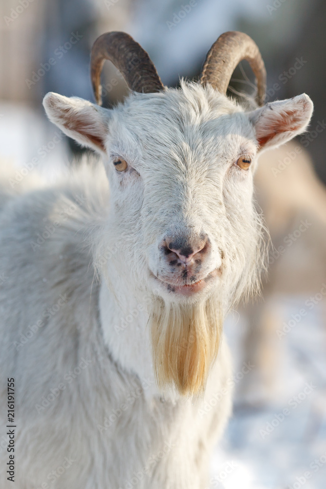 Vertical portrait of white goat with big horns and beard in the winter scene background