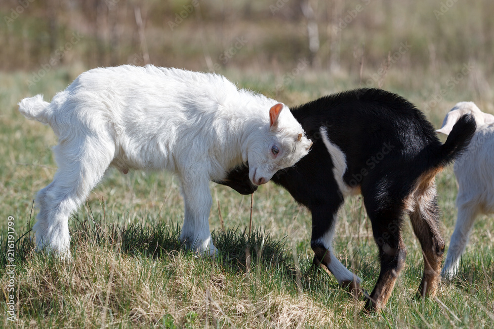 Fototapeta premium White and black goatling fight in the meadow
