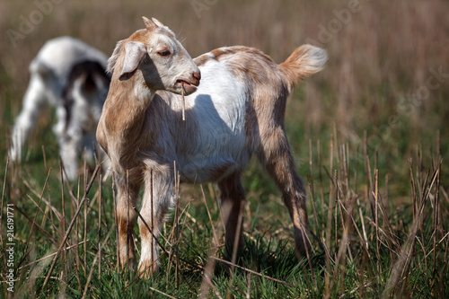 Little, nice, cute nubian goatling in the meadow with straw in the mouth. Look like a cigarette.