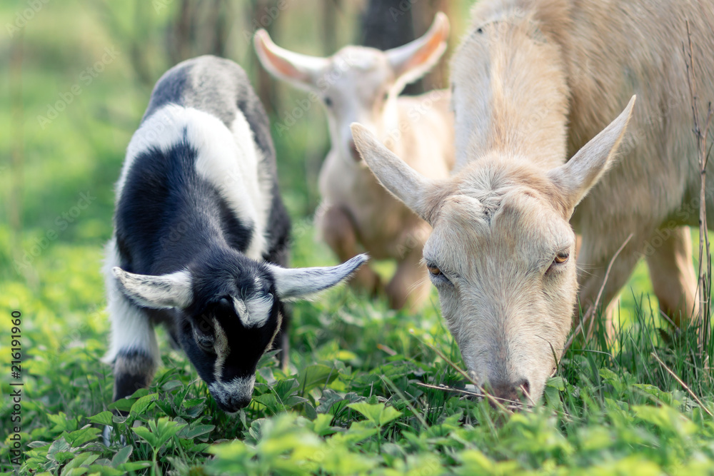 Φωτογραφία Black and white goatlings and its mother goat eating grass in the meadow