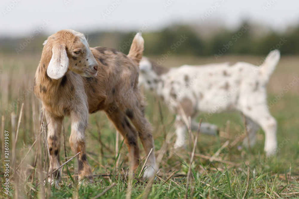 Fototapeta premium Brown little anglo nubian goatling in the meadow