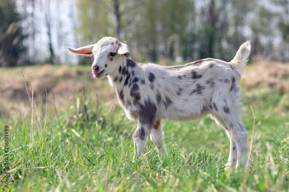 Portrait of spotted little goatling in the meadow, White goat with gray spots Portrait of spotted little goatling in the meadow, White goat with gray spots