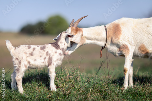 Slika na platnu Mom's love and solicitude for her little goatling