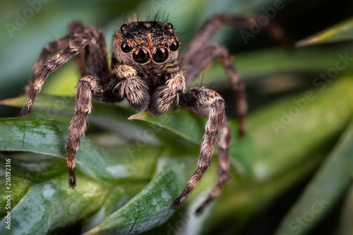 A brown jumping spider on the nice frosted green plant leaves