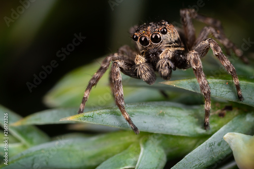 A brown jumping spider on the nice  frosted green plant leaves