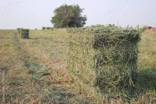 Small Square Alfalfa Hay Bales in Field photo