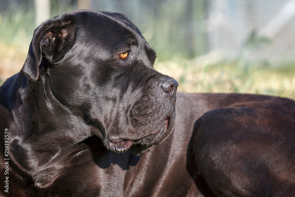 Black cane corso dog lie on the grass and looking closely at the distance Black cane corso dog lie on the grass and looking closely at the distance