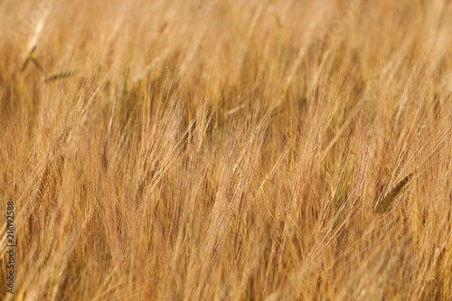 ears of rye in a summer sunny field © guppys