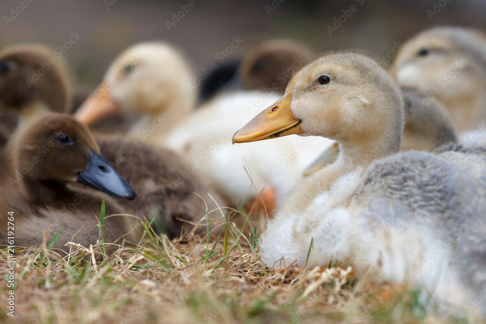 Many colored ducklings have gathered to a rest Many colored ducklings have gathered to a rest