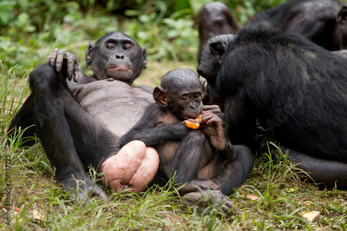 Scimmia primate Bonobo Pan Paniscus nella riserva in Repubblica Democratica del Congo photo
